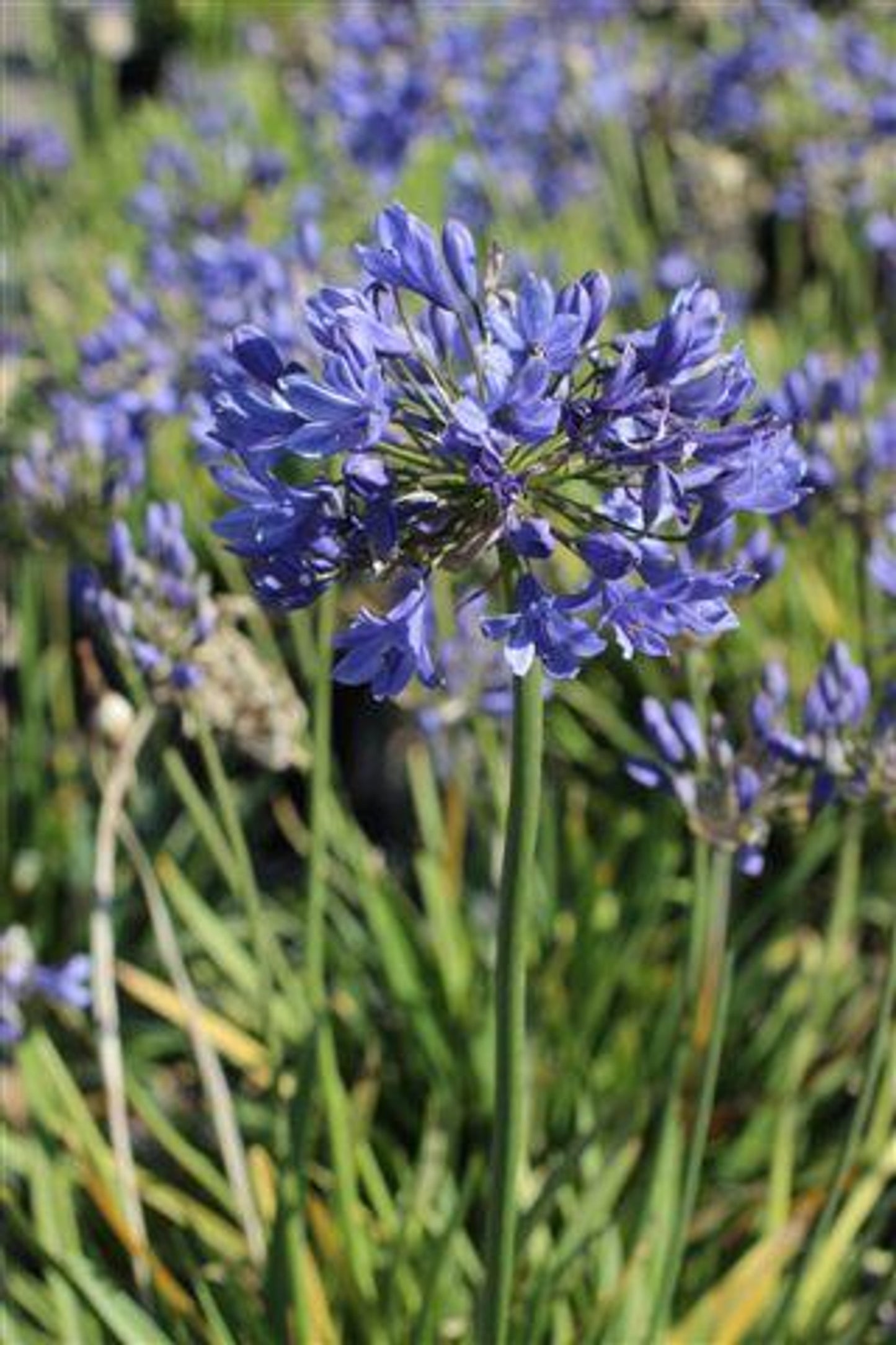 Midknight Lily of the Nile - Agapanthus Midknight (Dark Blue)