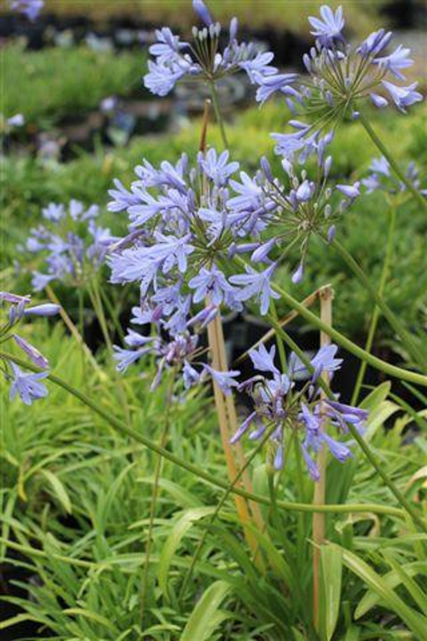 Blue Lily of the Nile - Agapanthus africanus (Blue)