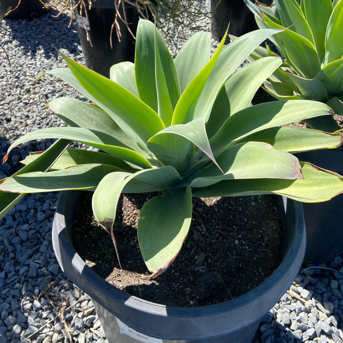 Agave Attenuata (Foxtail Agave)