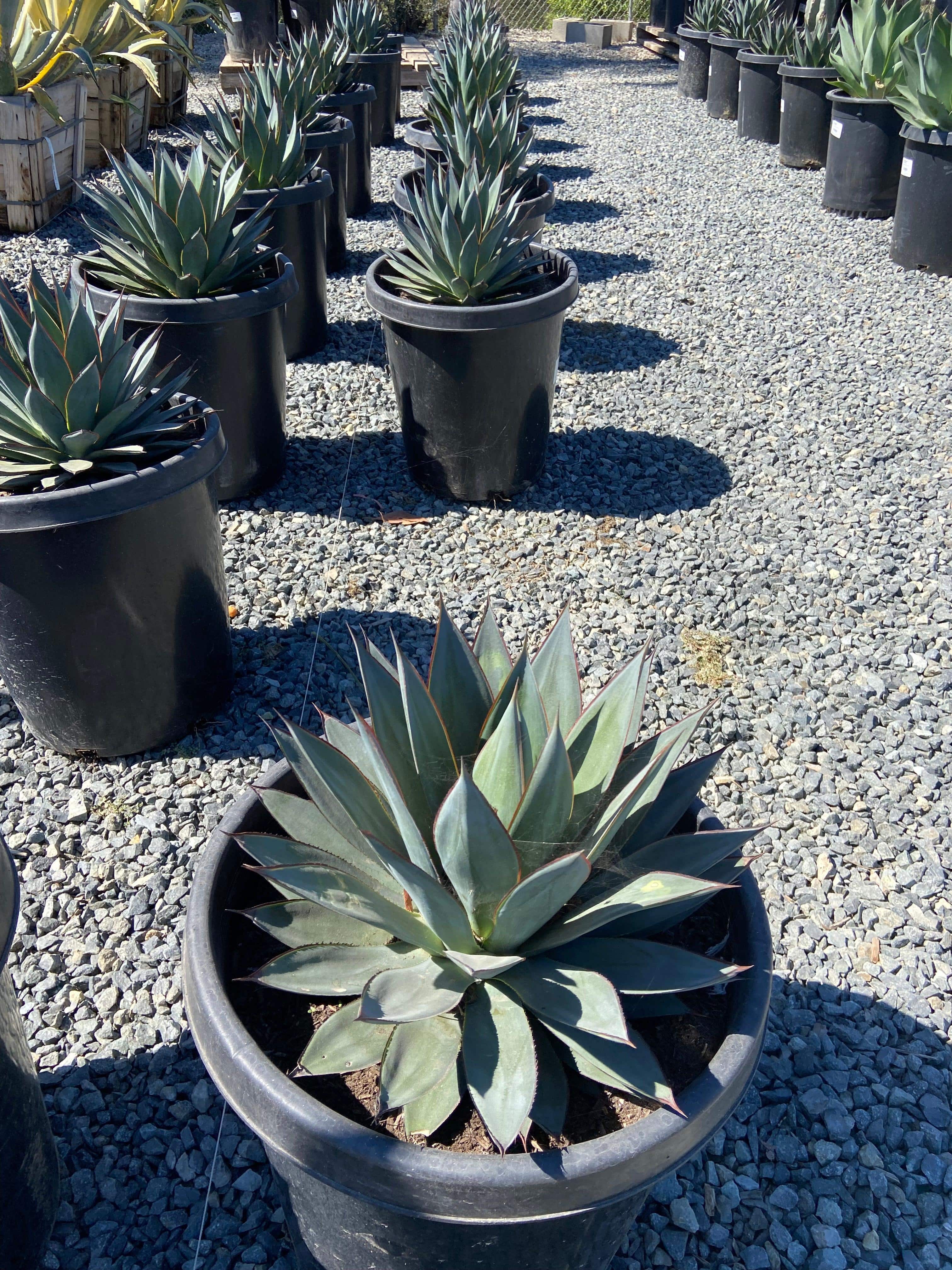 Blue Glow Agave - Agave Blue Glow – Yardwork
