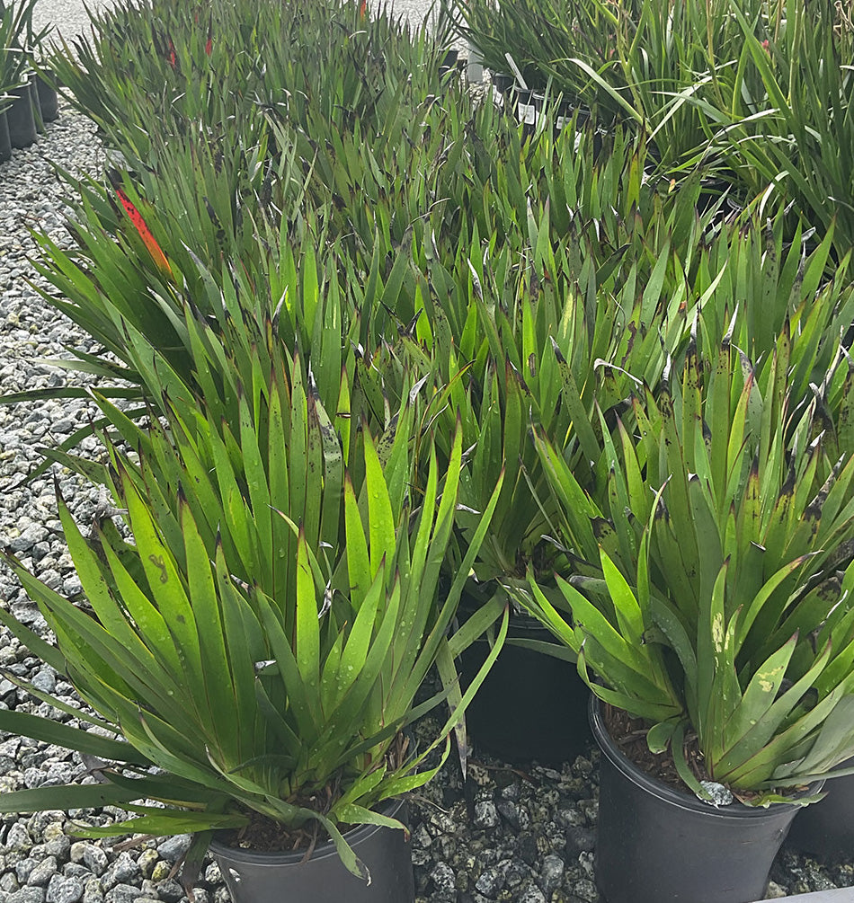 Bush Pearl Kagaroo Paw - Anigozanthos 'Bush Pearl' (Dwarf Pink)