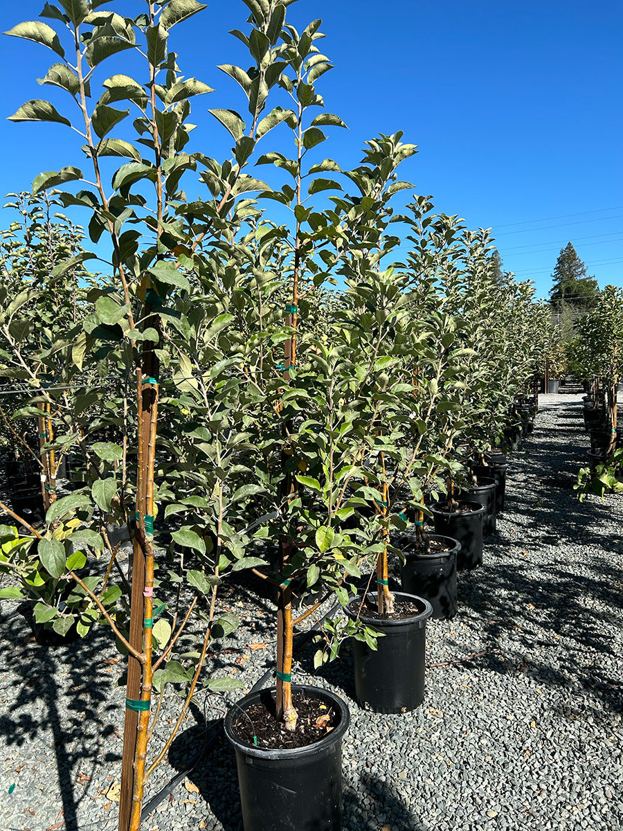 Granny Smith Apple Tree