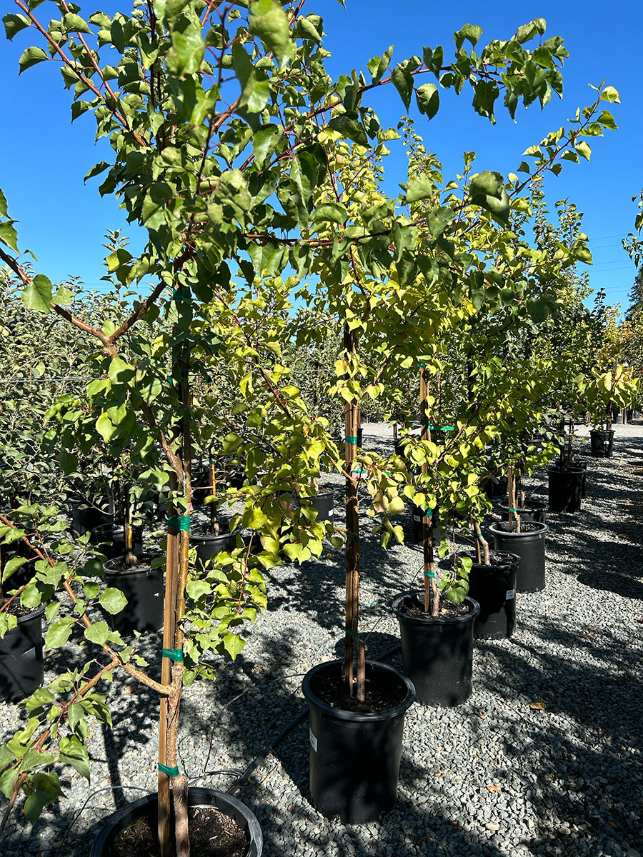 Moorpark Apricot Tree