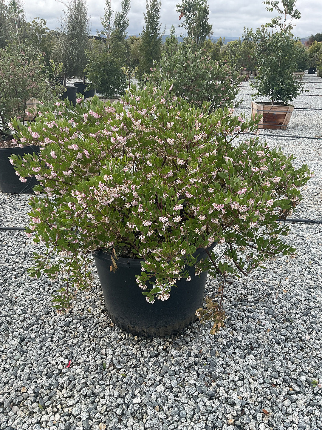 Howard McMinn Manzanita