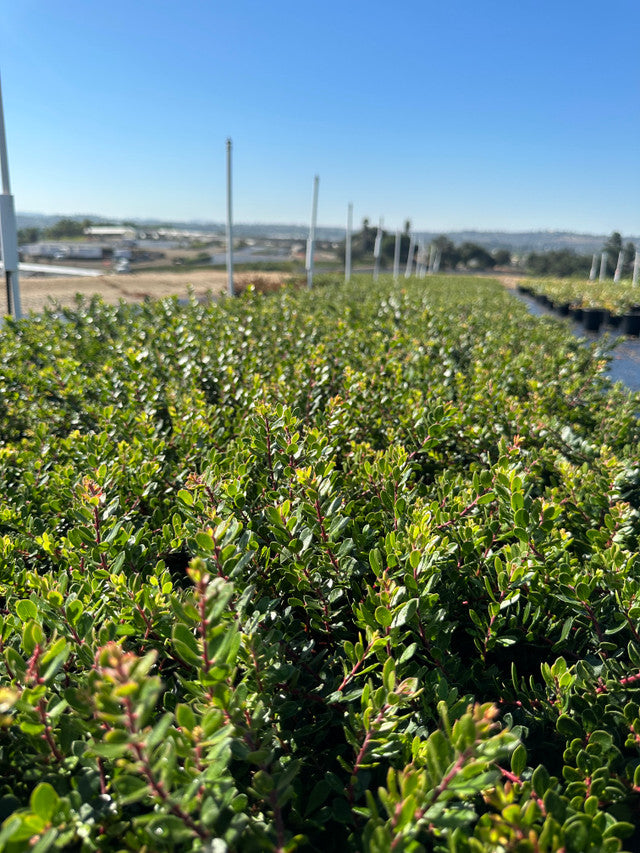 Arctostaphylos Emerald Carpet - Emerald Carpet Manzanita