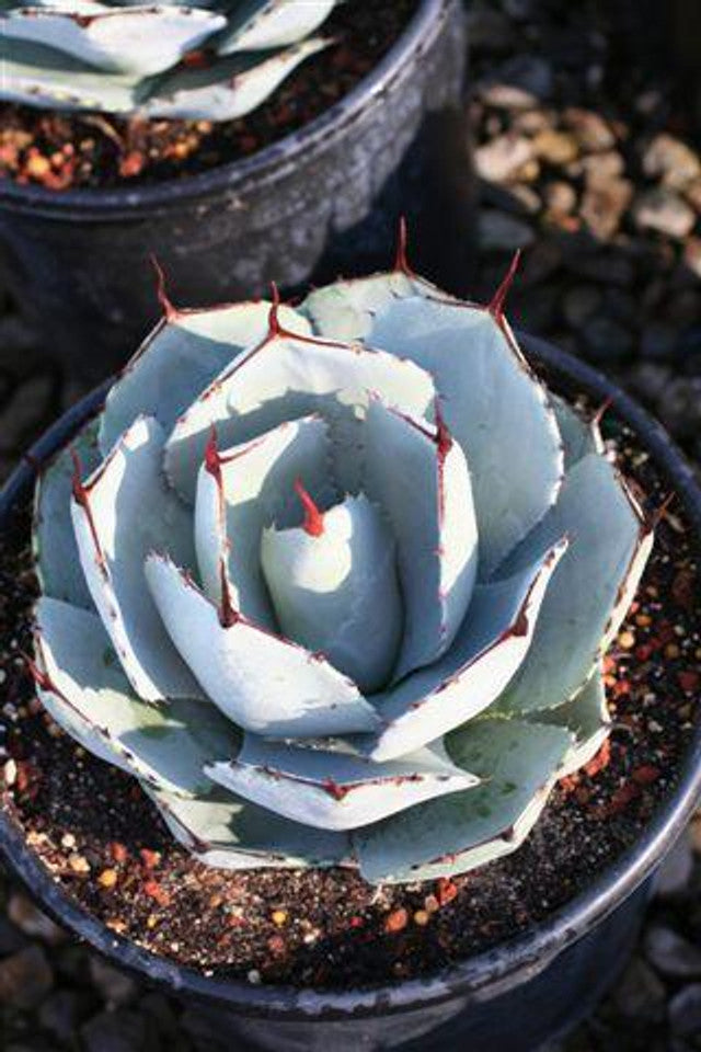 Cacti and Succulents for Sale | Buy Cacti Online – Yardwork