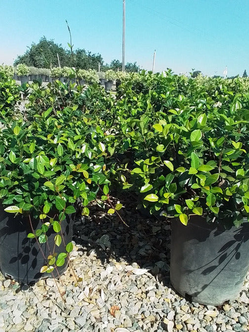 Asian Jasmine Plant For Sale
