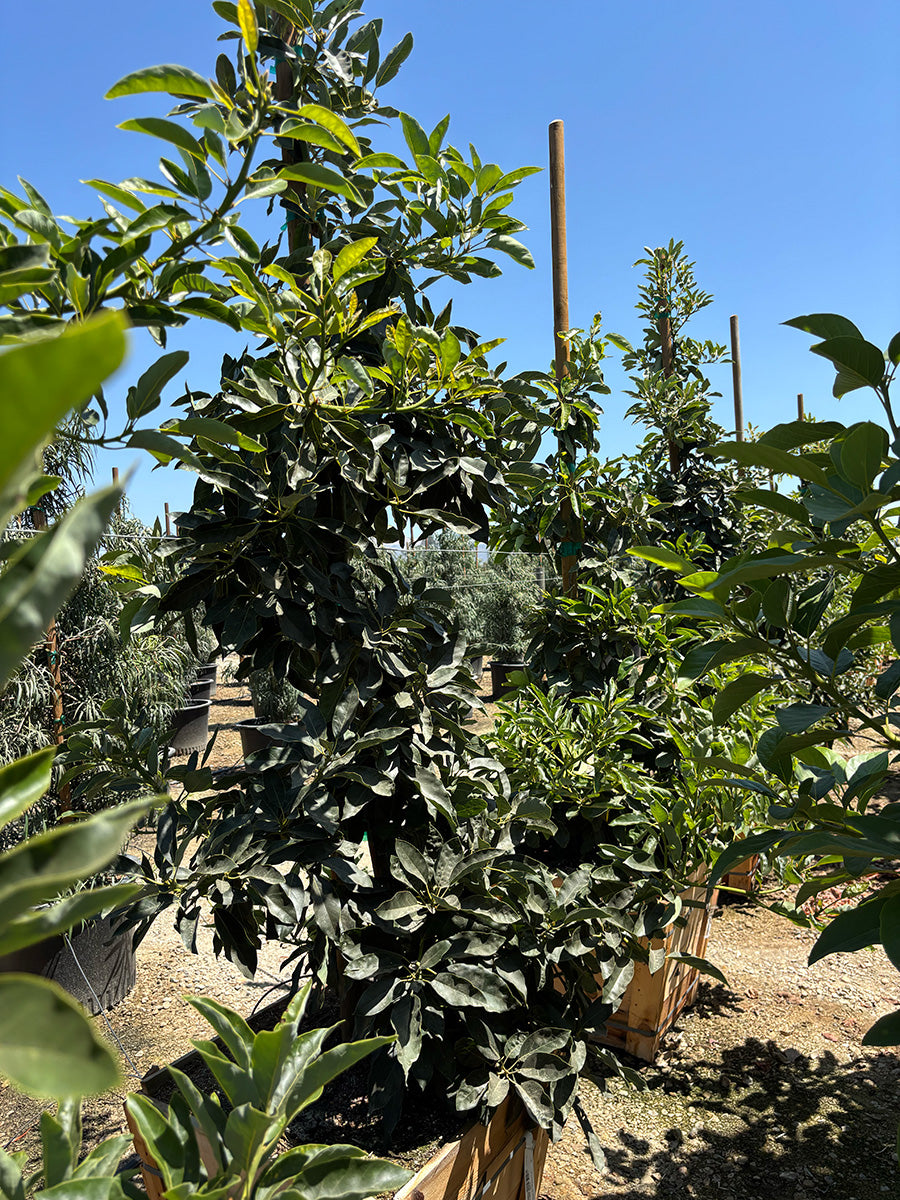 Stewart Avocado Tree