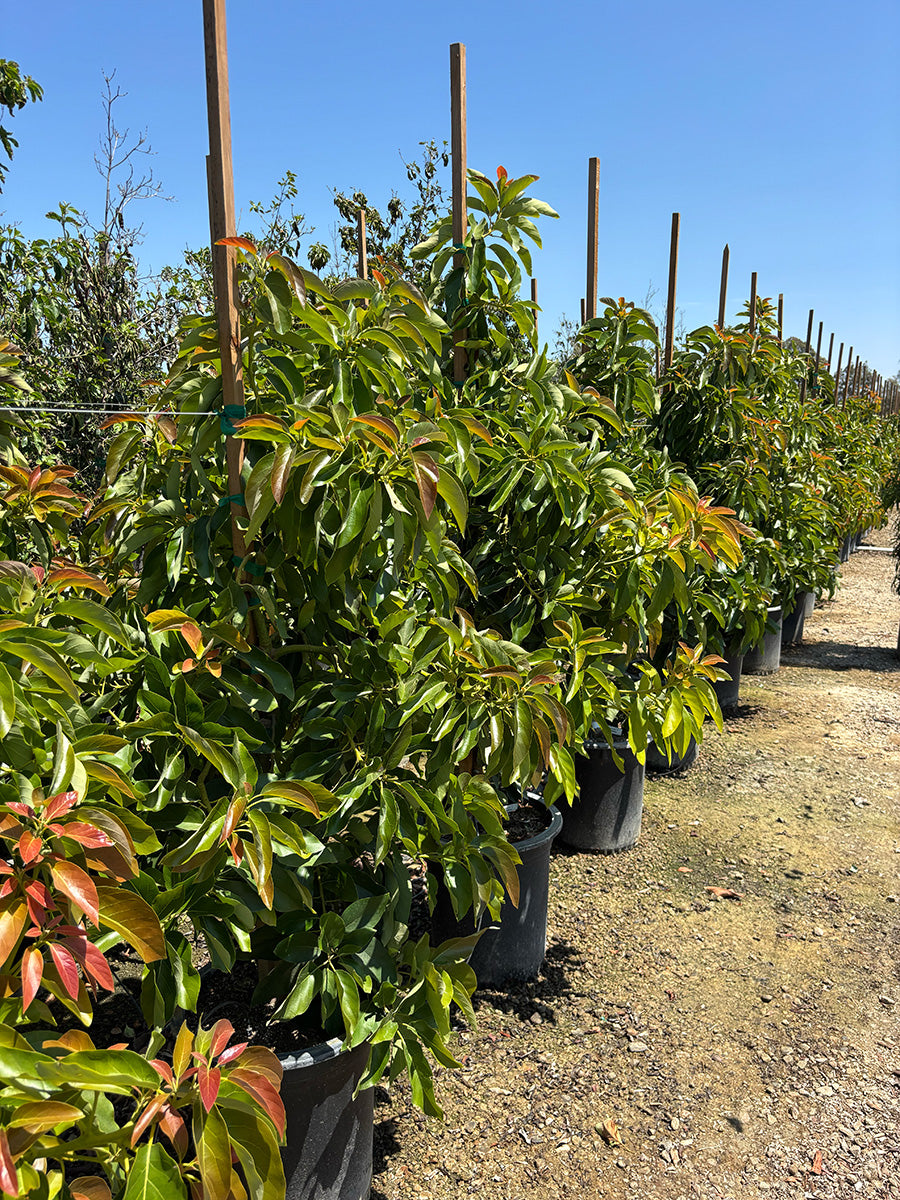 Gem Avocado Tree