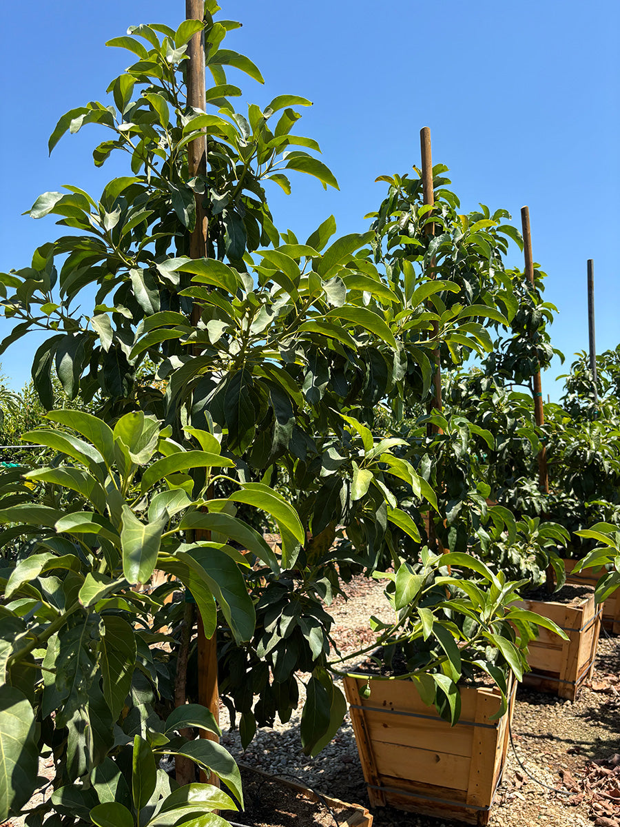 BAcon Avocado Tree
