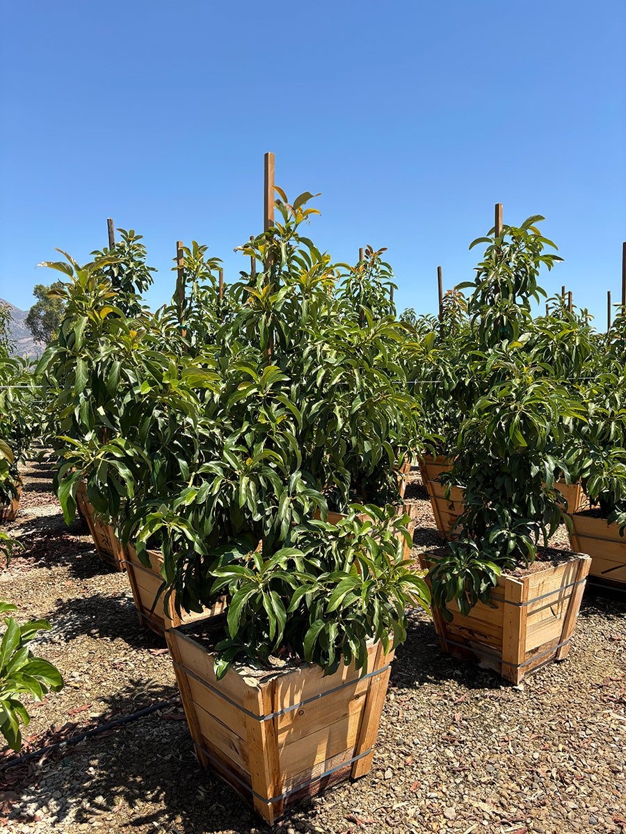 Little Cado Avocado Tree