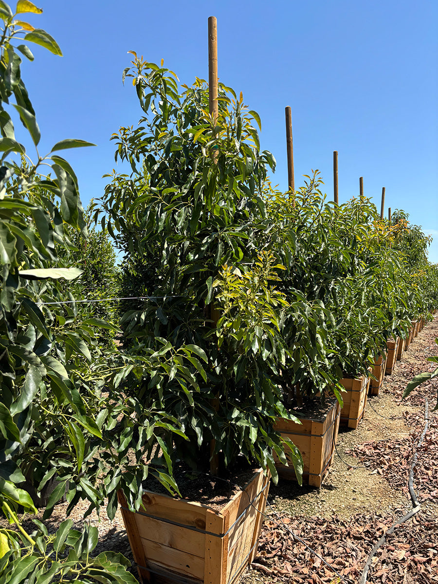 Sir Prize Avocado Tree