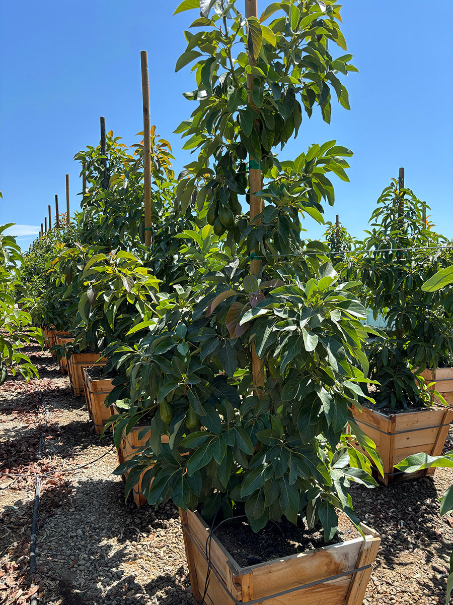 Zutano Avocado Tree (Type B)