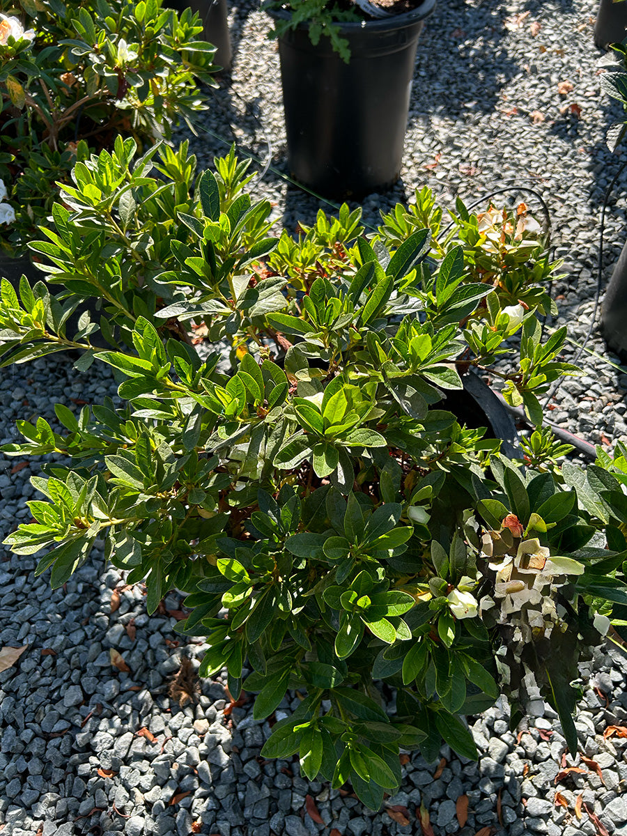 Azalea Encore® Autumn Fire® (Red)