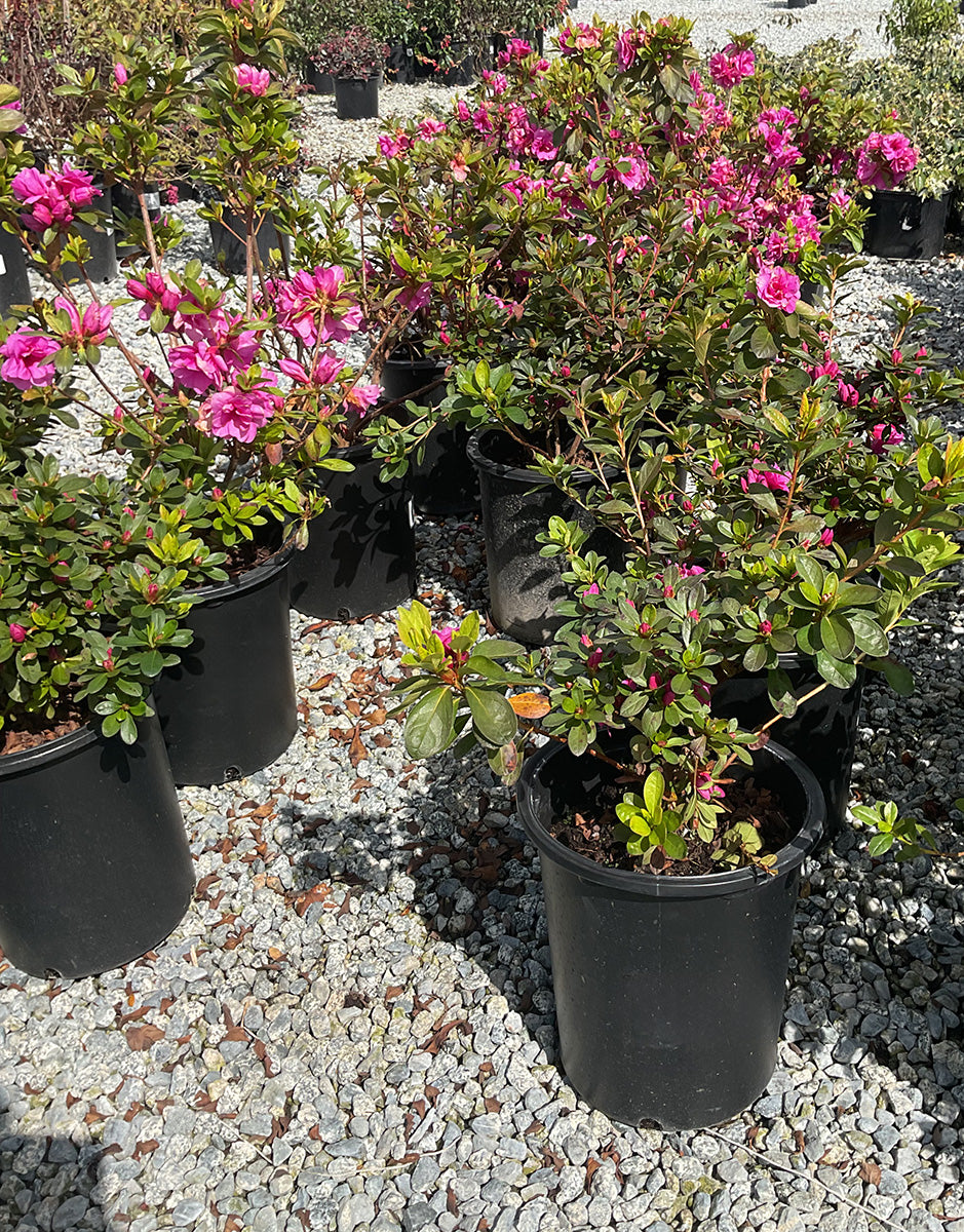 Azalea 'Southern Charm' (Pink)