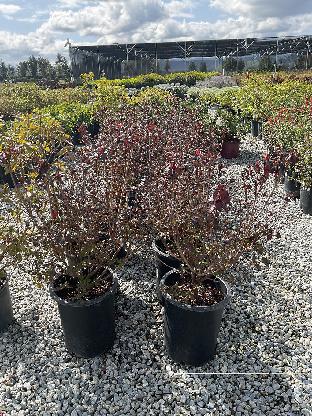 Azalea Wards Ruby – Yardwork