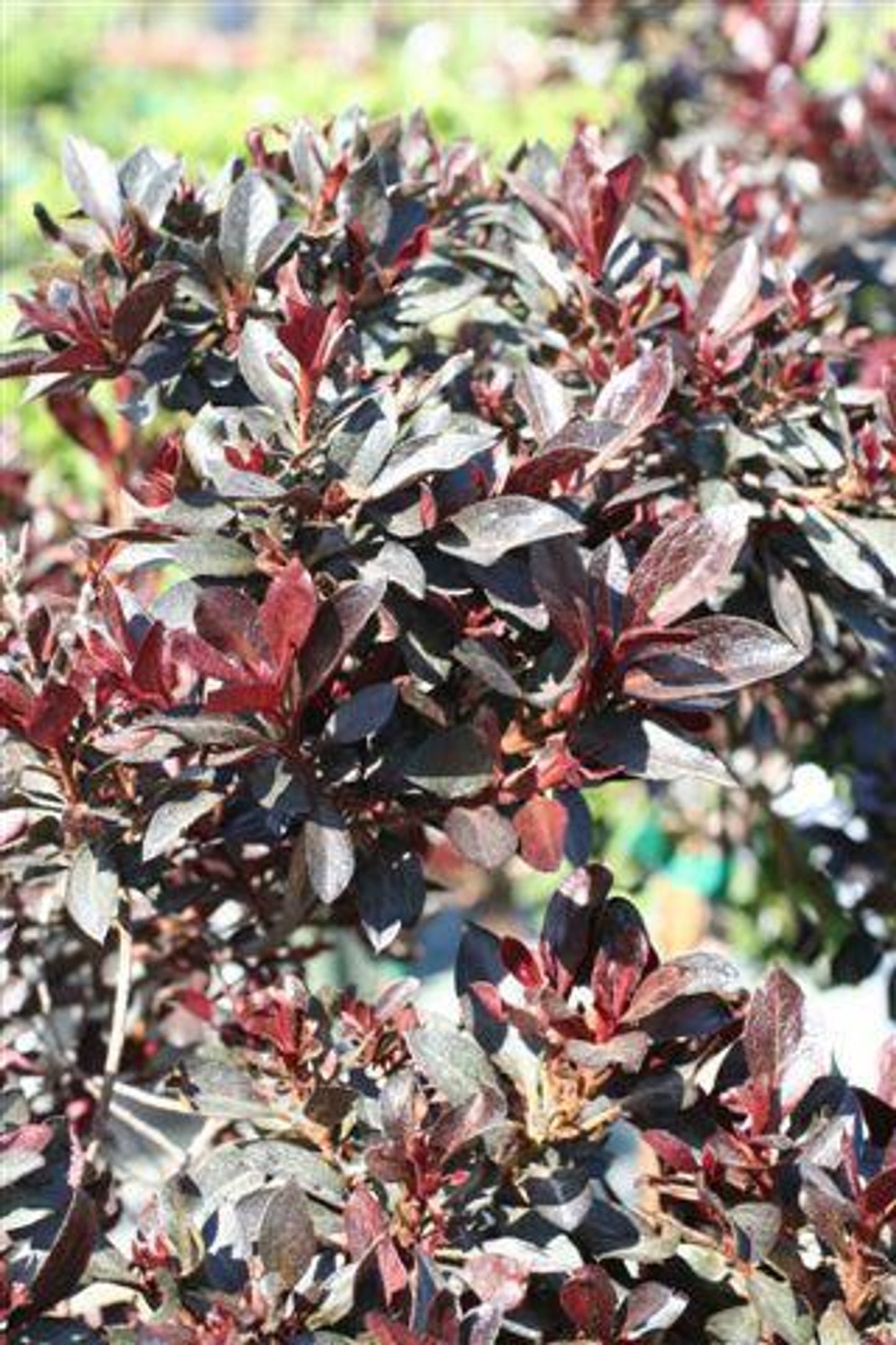 Azalea 'Little John' (Red)