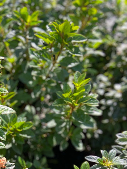 Azalea 'Madonna' (White)