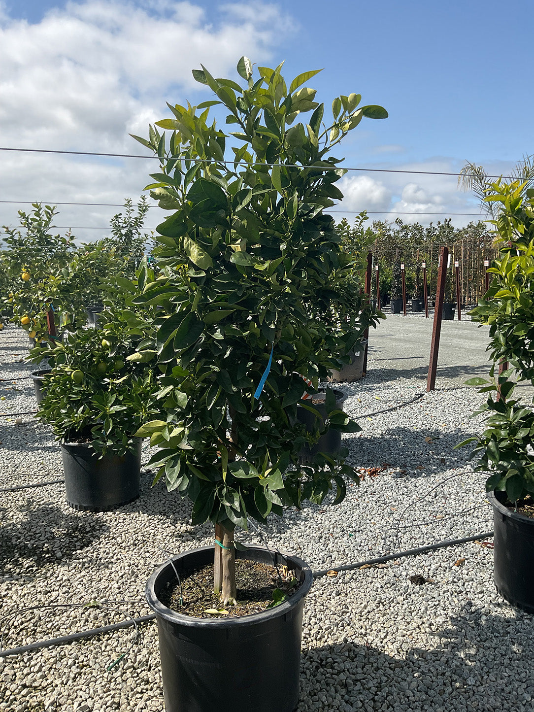 Orange Tree For Sale – Yardwork