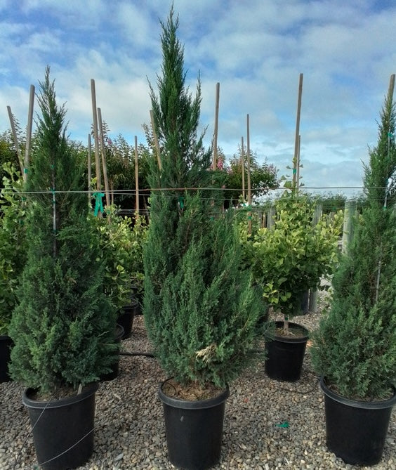 Blue Point Juniper