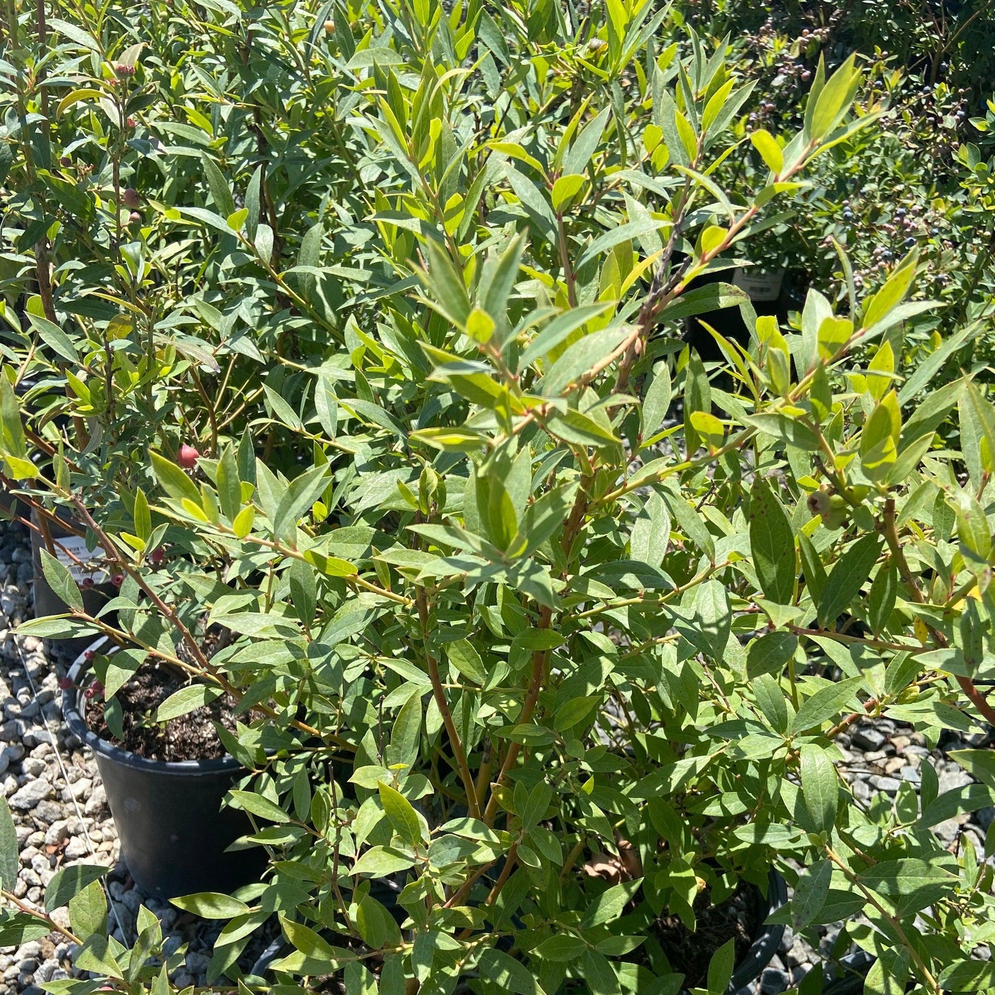 Pink Lemonade Blueberry Bush