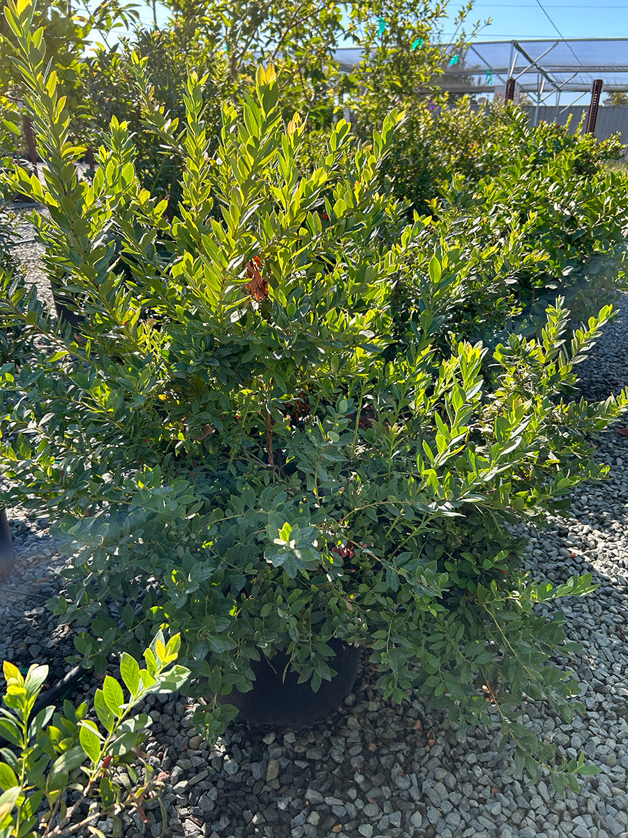 Northern Highbush Blueberry
