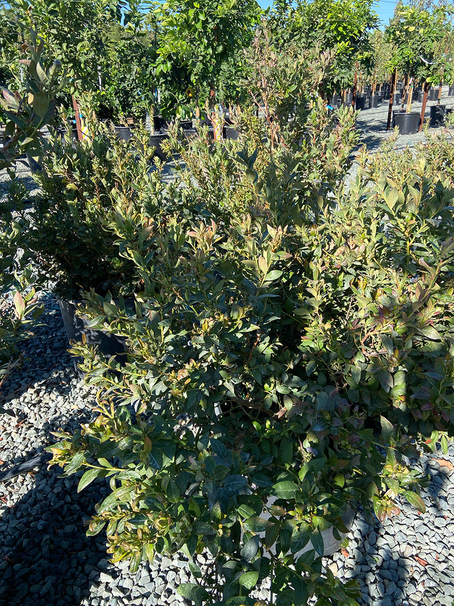Blueberry Bush 'Misty' Southern Highbush Early season