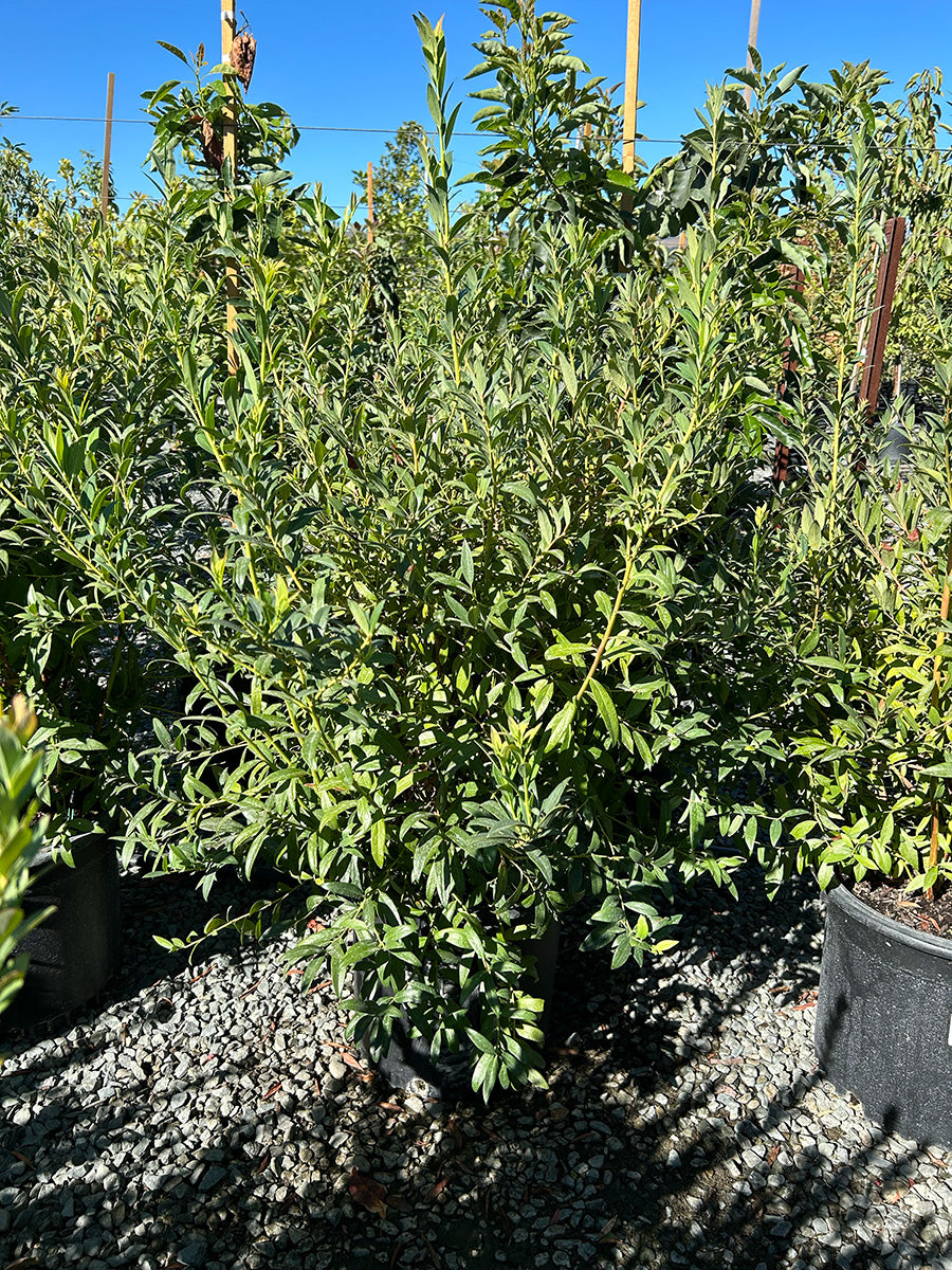 Blueberry Bush 'Sunshine Blue' Southern Highbush
