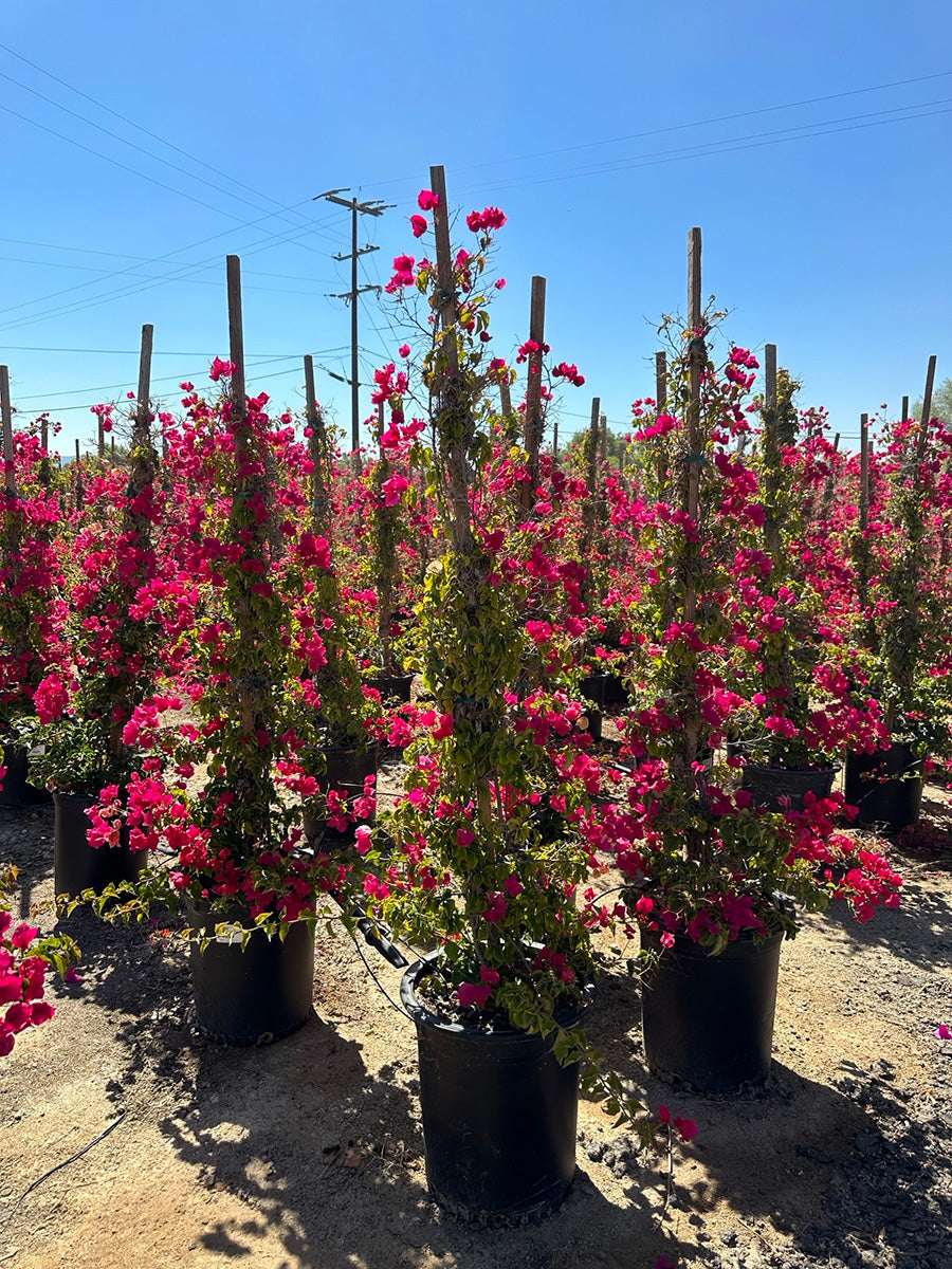Barbara Karst Bougainvillea