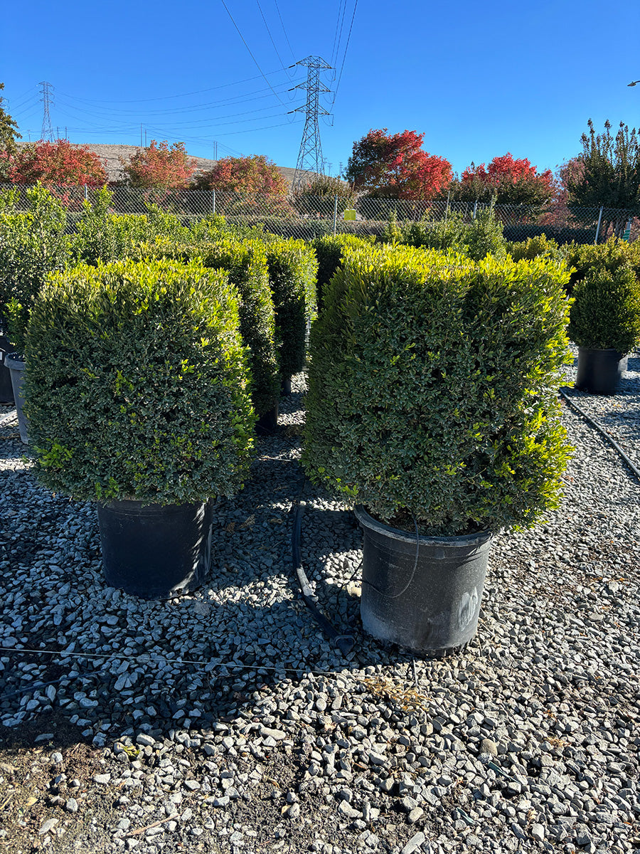 Green Gem Boxwood