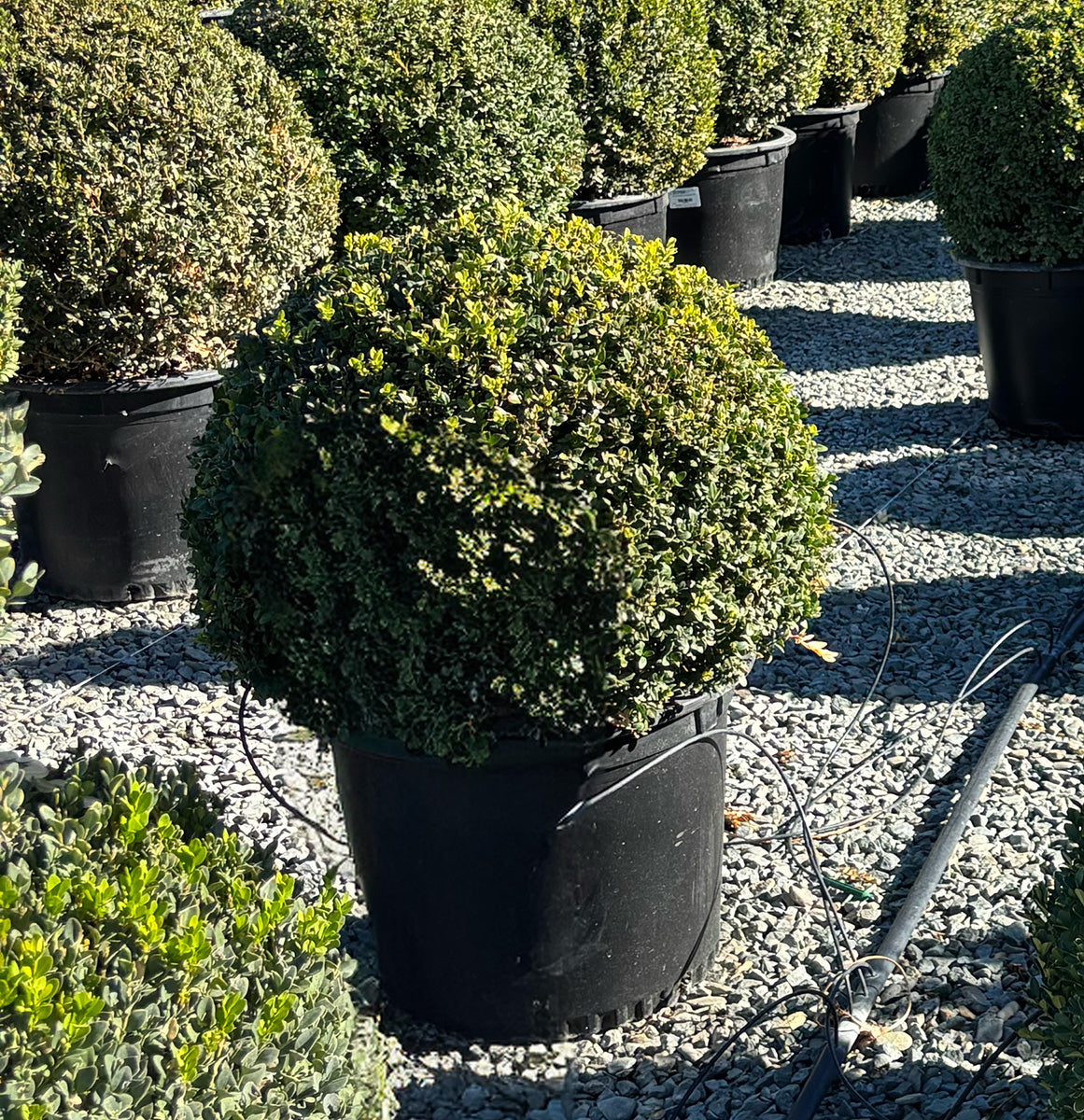 Green Mountain Boxwood Globe - Buxus 'Green Mountain'