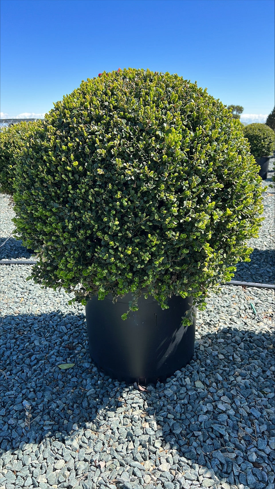 Winter Gem Boxwood Globe - Buxus 'Winter Gem'