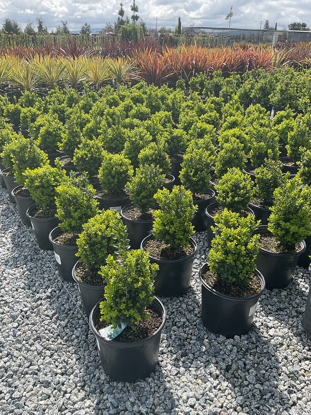 Green Velvet Boxwood