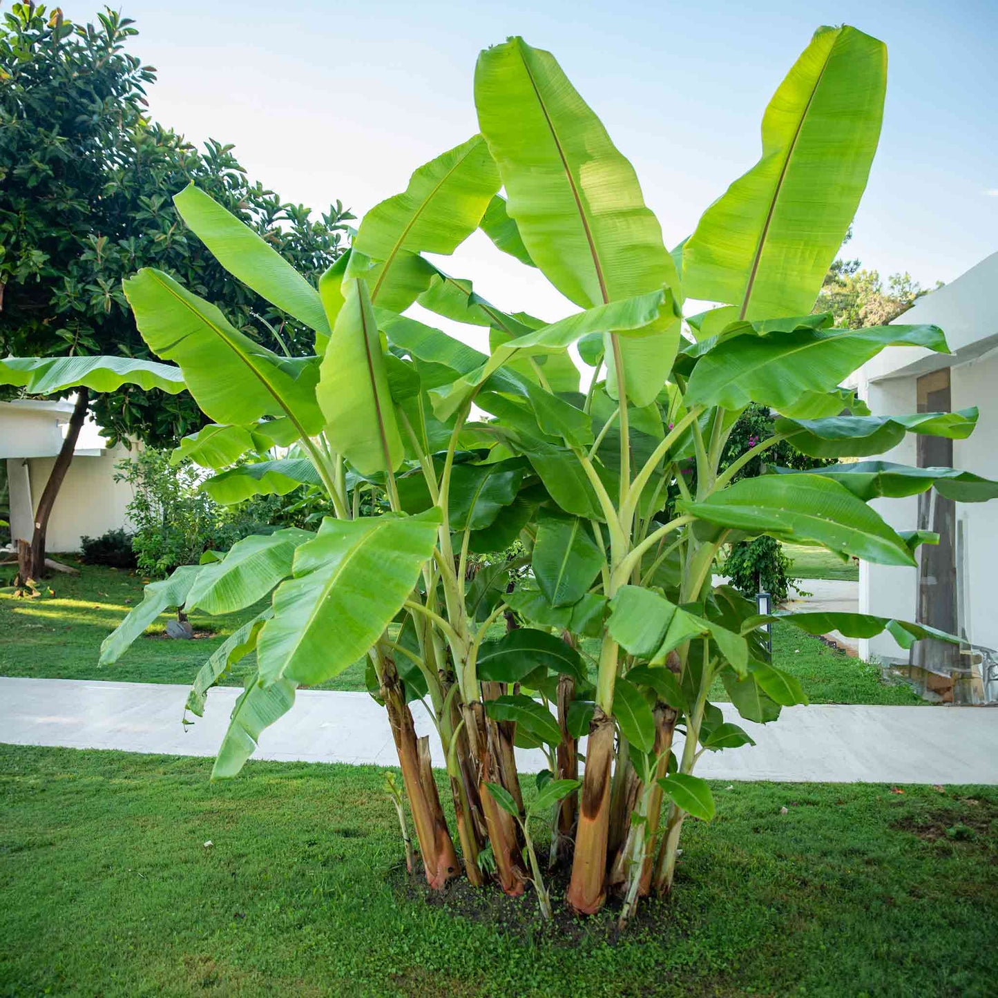 Cold Hardy Banana Tree For Sale