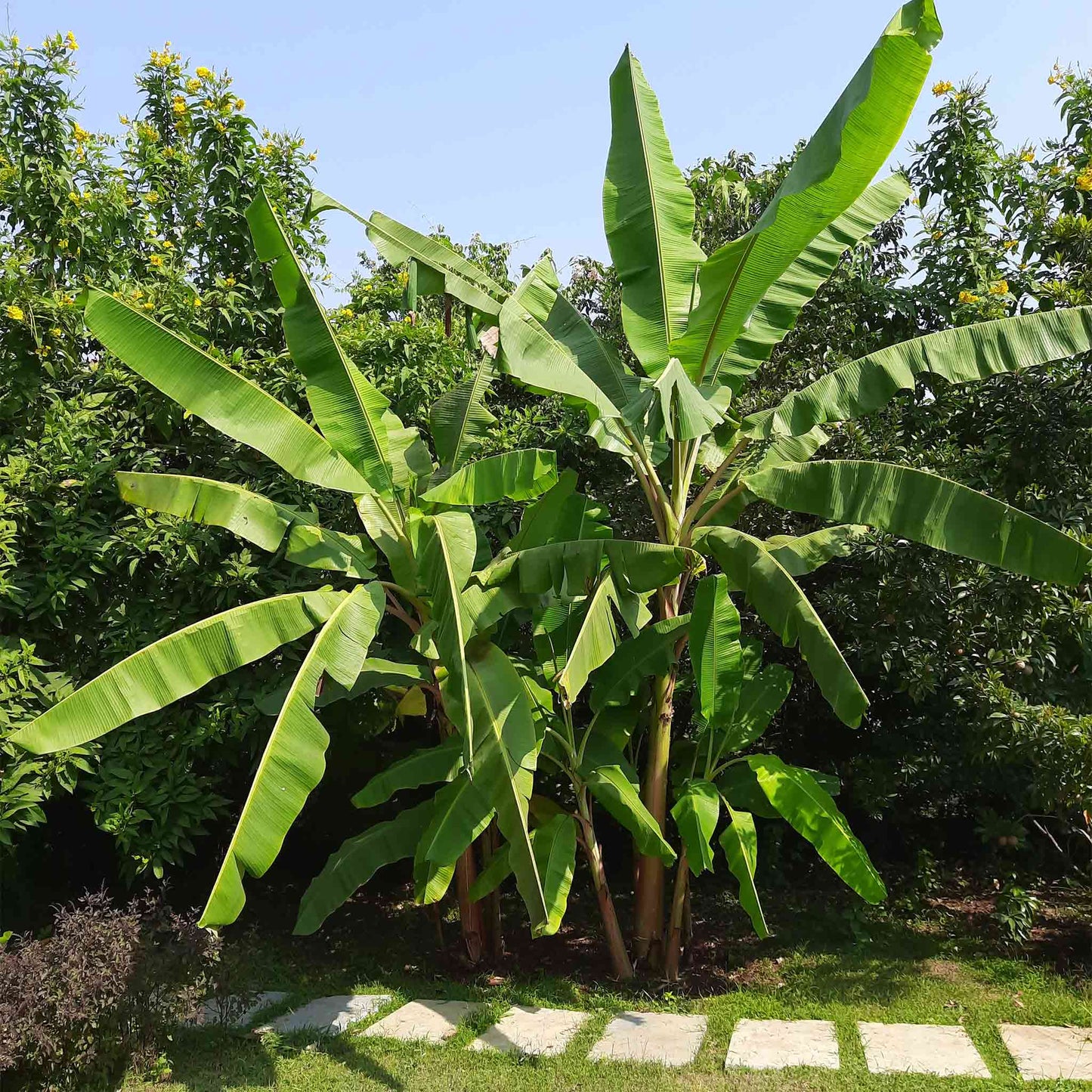 Cold Hardy Banana Tree For Sale