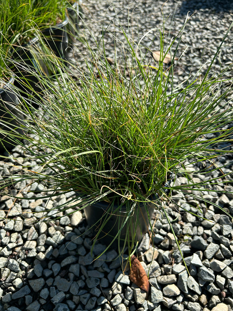 Carex Praegracilis (California Field Sedge)