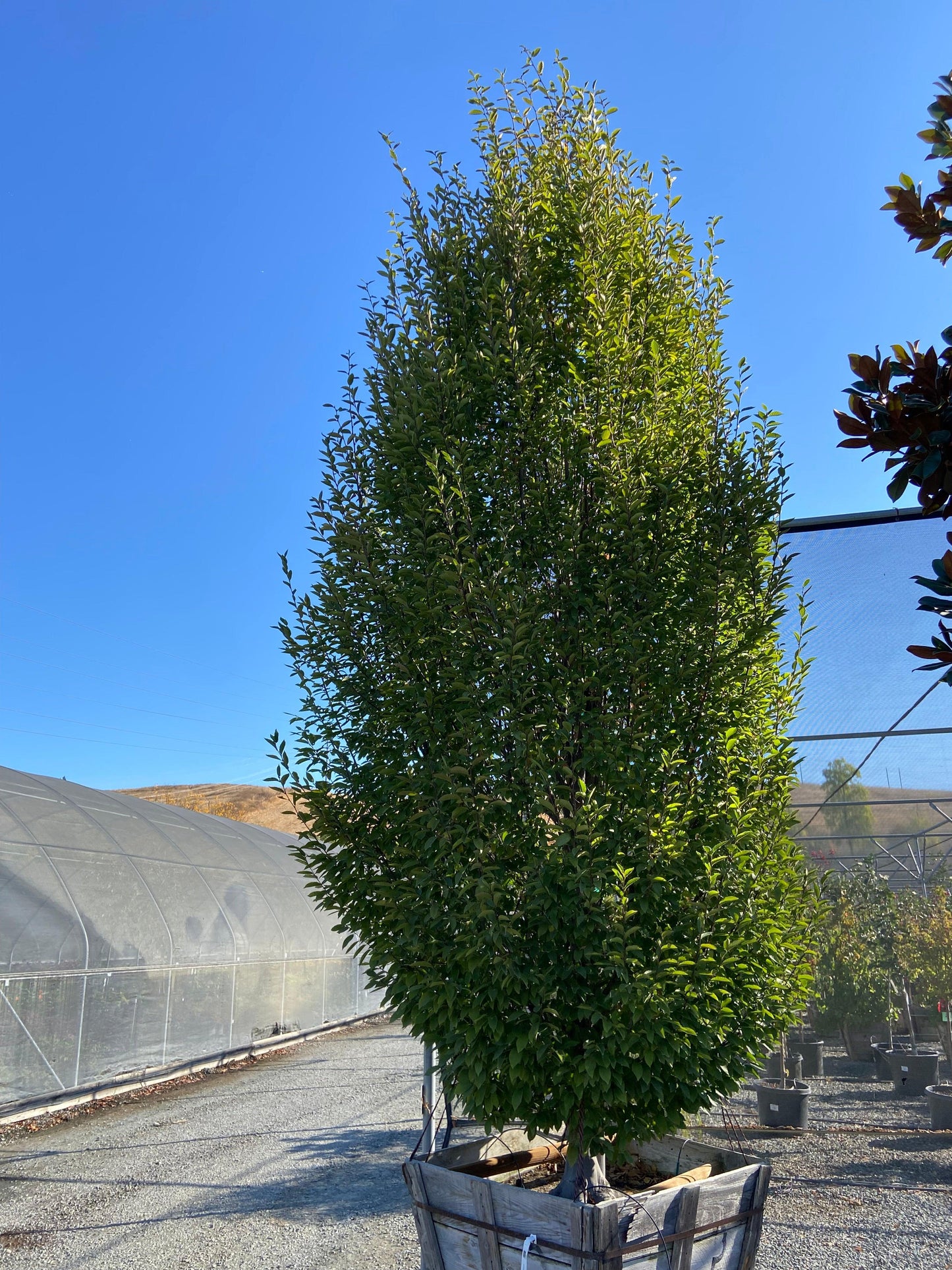European Hornbeam (Carpinus betulus 'Fastigiata') 