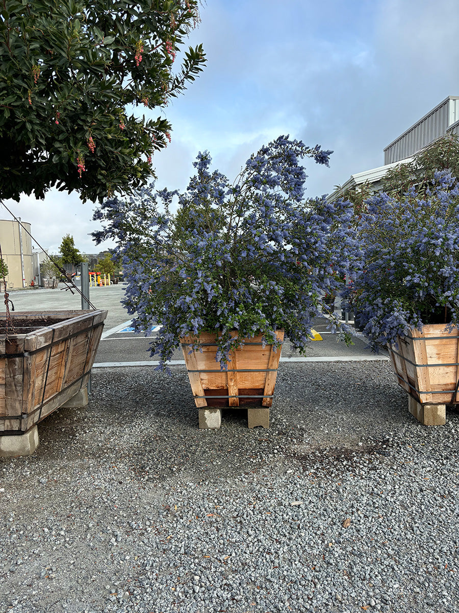ceanothus ray Hartman