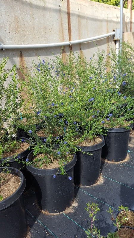 Ceanothus Concha