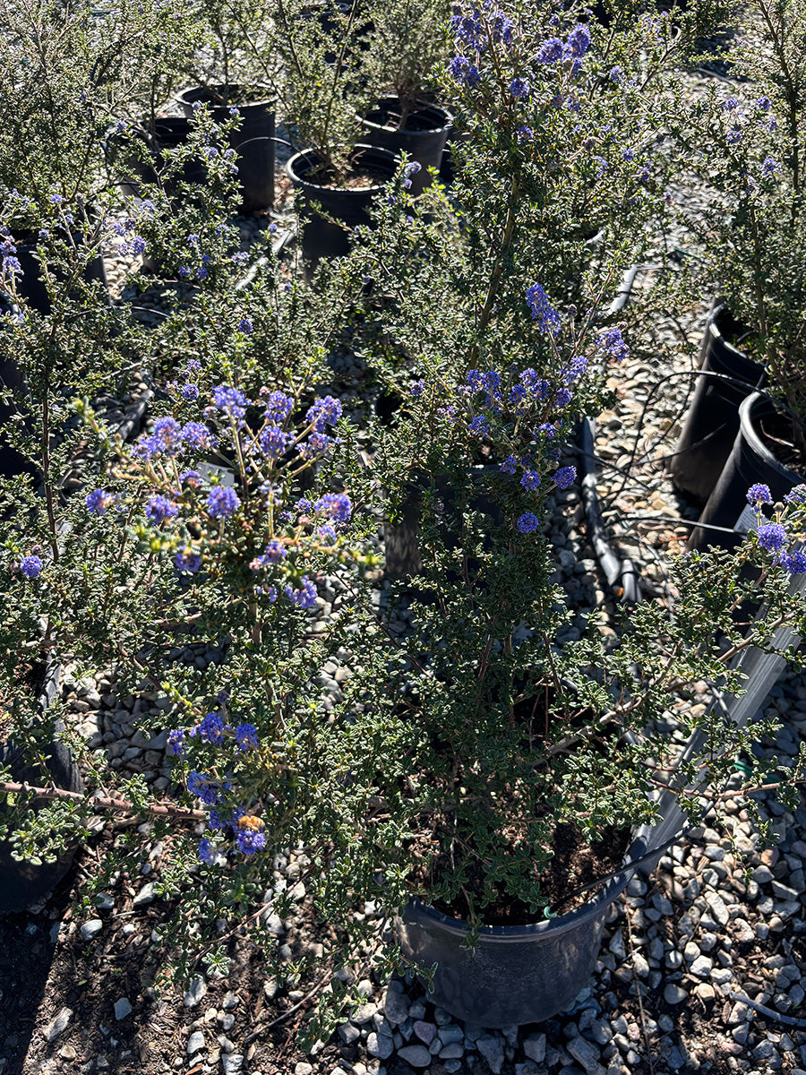 ceanothus Julia phelps