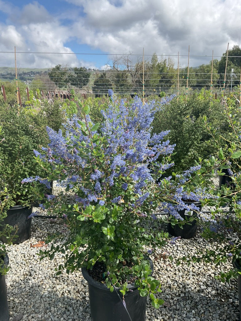 Ceanothus Ray Hartman