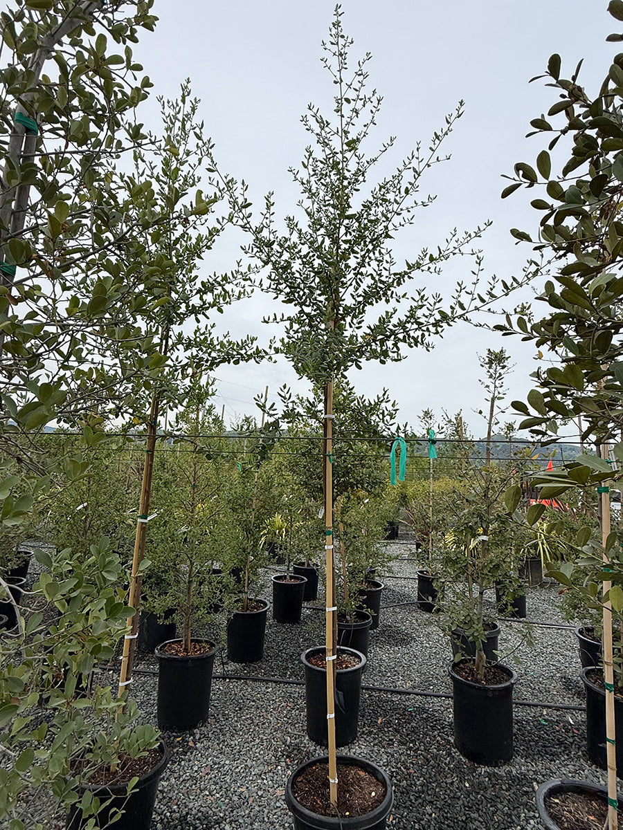 ceanothus ray Hartman tree
