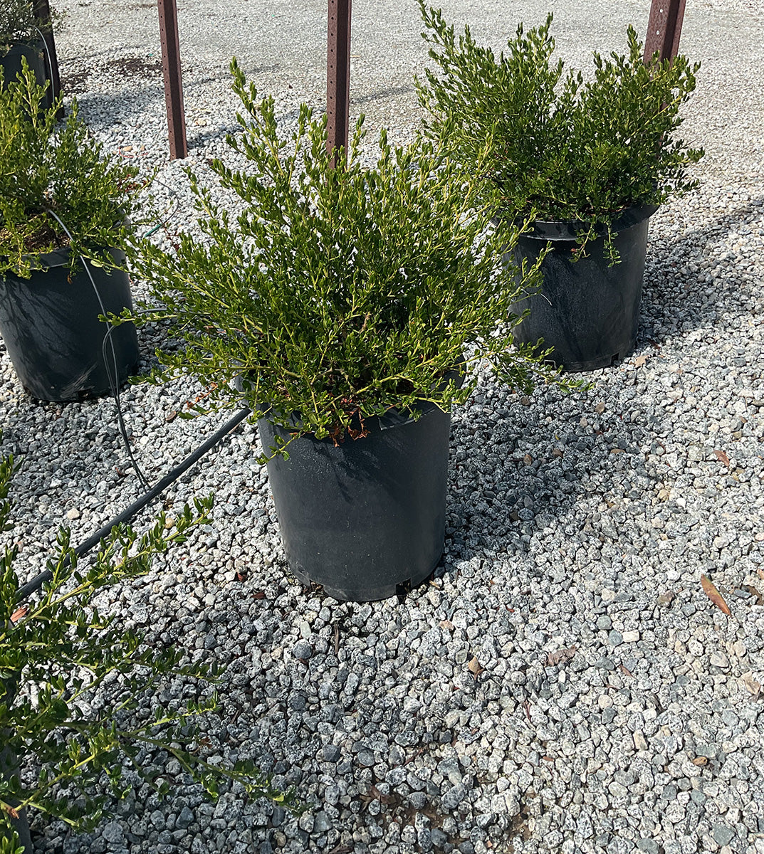 ceanothus skylark