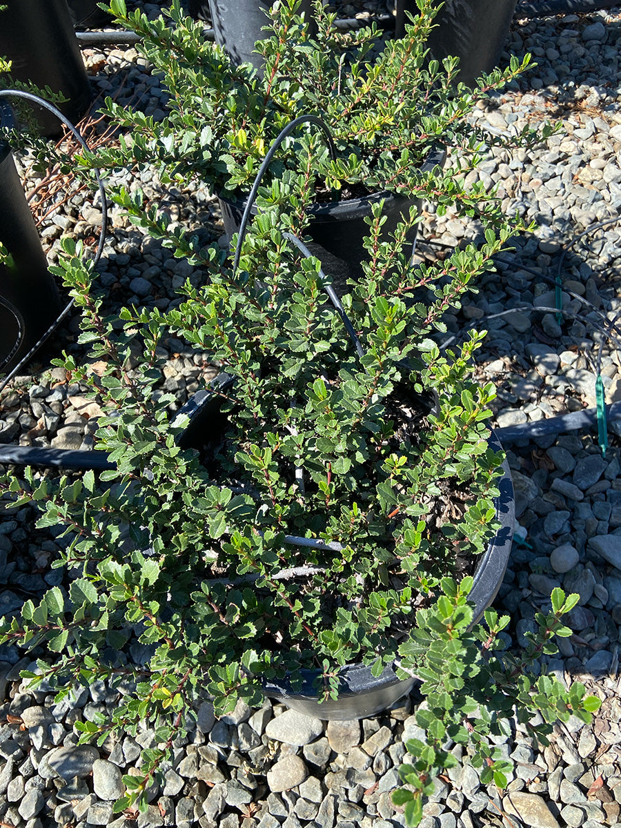 Heart's Desire California Lilac - Ceanothus gloriosus 'Heart's Desire' (Lavender)