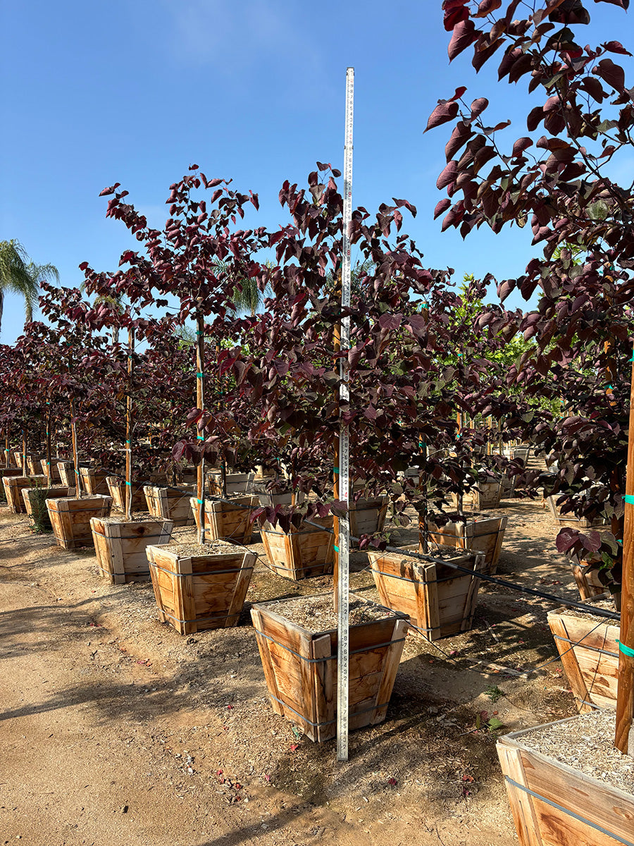 Forest Pansy Redbud