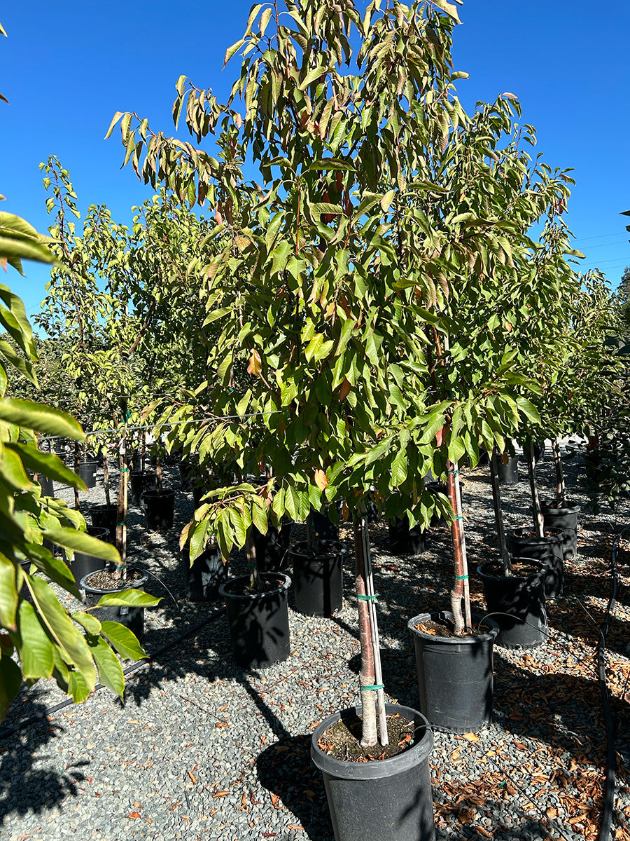 Bing Cherry Tree 