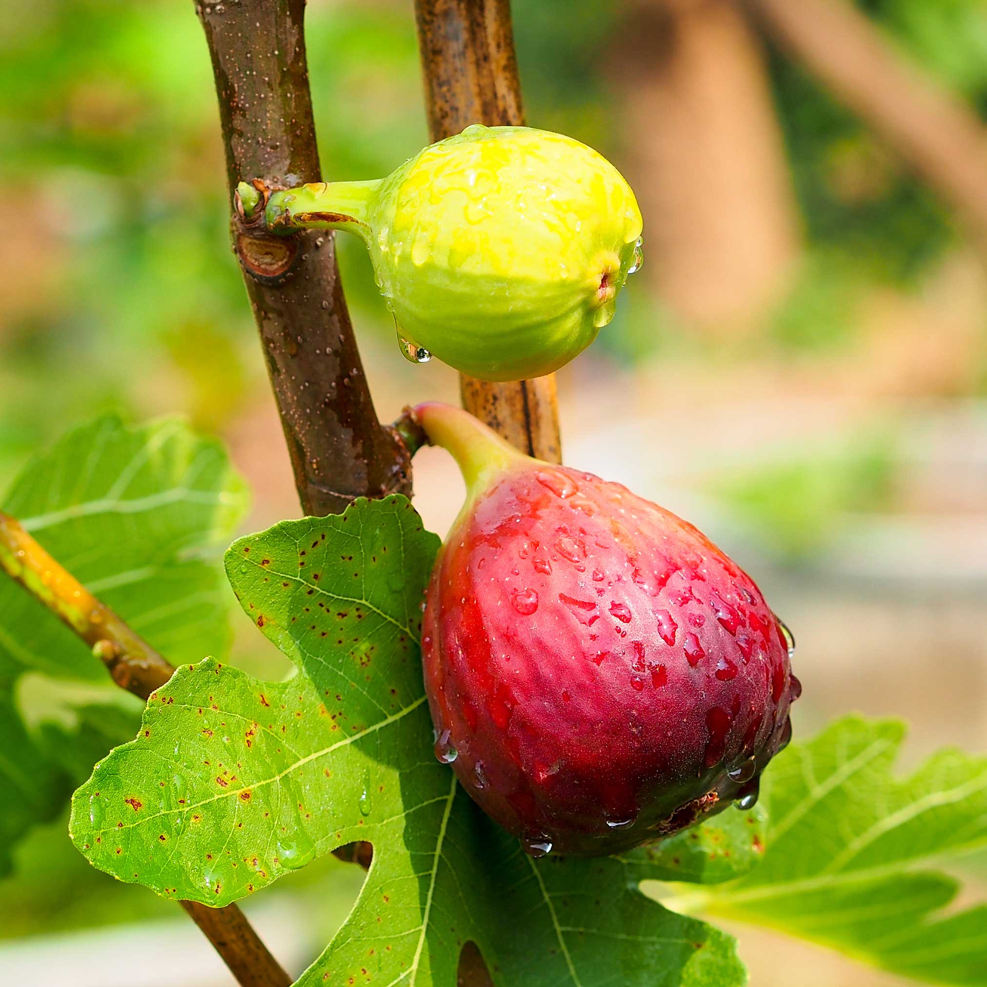 Chicago Hardy Fig Tree – Yardwork