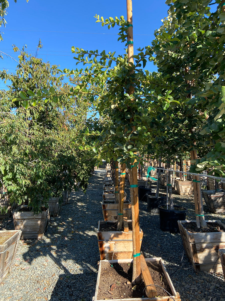 Chinese Fringe Tree