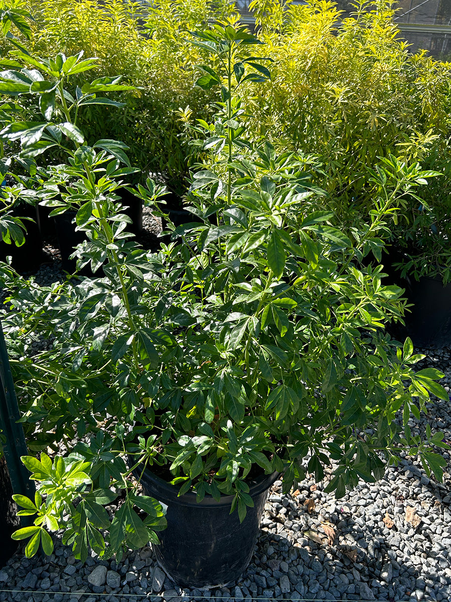 Mexican Orange Blossom (Choisya ternata)