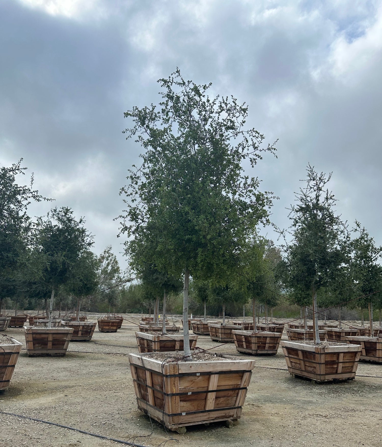 Coast Live Oak Tree for Sale (Quercus Agrifolia) – Yardwork